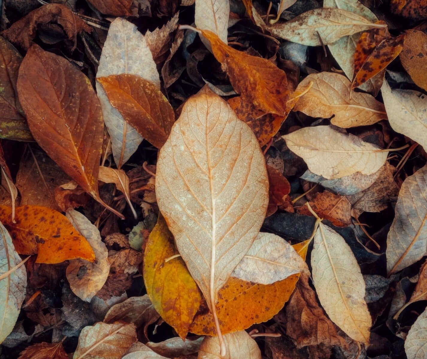 hojas en el suelo otono | Compliance en gestión de residuos y energía | Economía circular y sostenibilidad