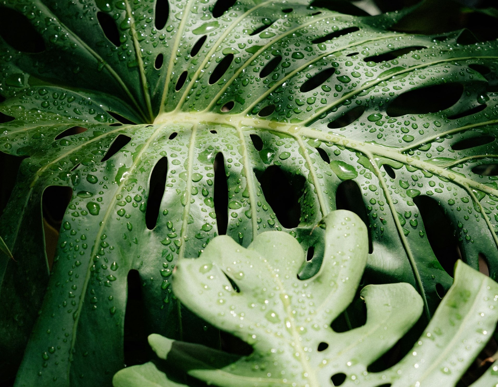 hojas-helecho hojas-helecho