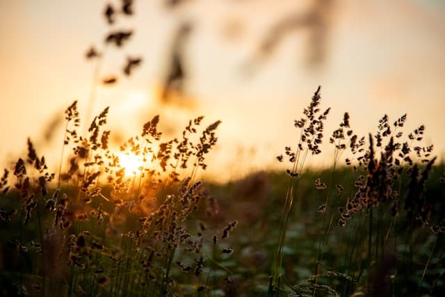 puesta de sol campo | Compliance en gestión de residuos y energía | Economía circular y sostenibilidad